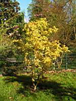 Acer palmatum cv Katsura (fam Aceracees) (Photo F. Mrugala) (1)